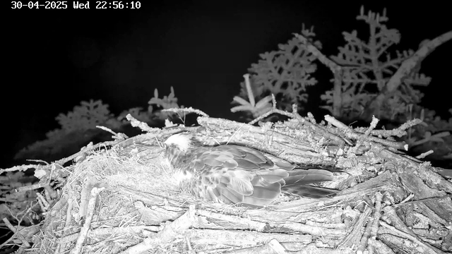 A bird is sleeping in a nest made of twigs and branches, perched on a tree branch, at night. The image is in black and white, and the background shows more branches and foliage. The timestamp in the top left corner indicates the date and time as April 30, 2025, at 10:56 PM.