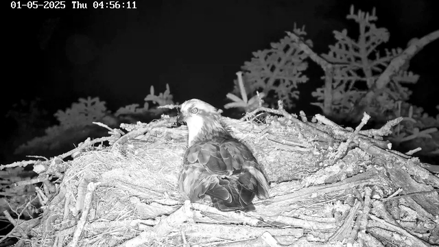 A bird of prey, possibly an eagle, is perched on a large nest made of sticks and twigs. The nest is situated high in trees, with branches and foliage visible in the background. The image is in black and white, taken at night, with a timestamp showing it was captured on May 1st, 2025, at 4:56 AM.