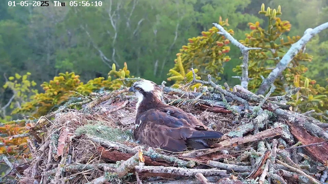 A young osprey is sitting in its nest made of sticks and moss, positioned among green foliage. The bird has a white head with dark eye stripes, a yellow beak, and brown feathers on its body. The background is filled with trees and bushy plants. The image is captured from a webcam, with a timestamp showing "01-05-2025 Thu 05:56:10" at the top left corner.