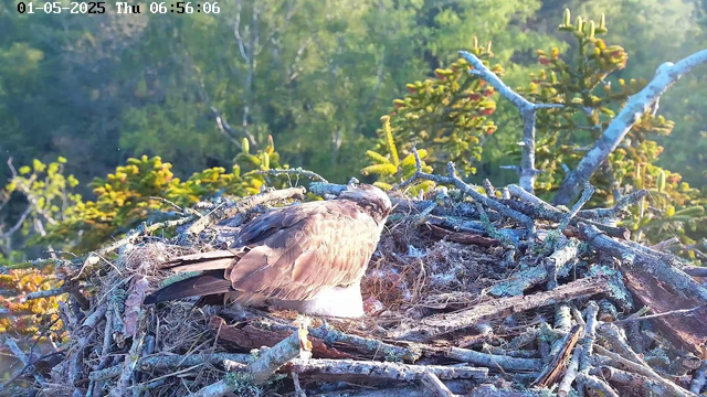 A mature bird of prey, likely an eagle or hawk, is nestled in its large nest made of sticks and twigs. The nest is situated high in a tree, with lush green foliage and branches surrounding it. The scene is illuminated by natural daylight, and the image includes a timestamp at the top left corner showing the date as January 5, 2025, and the time as 06:56:06 on a Thursday.