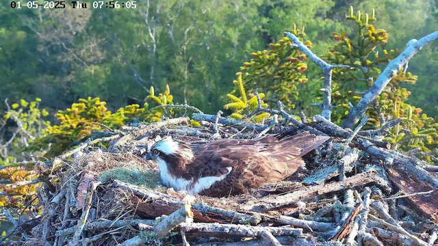 A young bird of prey, likely an osprey, is resting in a nest made of sticks and branches. The nest is situated among green foliage and trees in a natural outdoor setting. The bird has brown and white feathers, with distinctive white markings on its head and a sharp yellow eye. The image is timestamped "01-05-2025 Thu 07:56:05".
