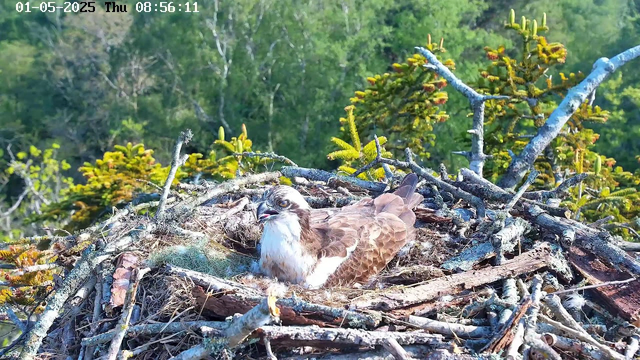 A close-up of an osprey sitting in its nest made of sticks and twigs, located high in a tree. The bird has brown and white feathers, a white chest, and a sharp beak. The nest is surrounded by green foliage, with some young green pine cones visible. The background includes lush green trees and the sky is clear. The image has a timestamp indicating it was taken on May 1, 2025, at 8:56 AM.