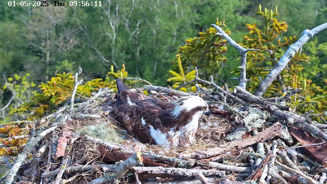 A young osprey sits in its nest made of sticks and branches, surrounded by green foliage and trees in the background. The nest is detailed with moss and small twigs, and the osprey has brown and white feathers with a distinctive white head and dark eye stripe. The image appears to be captured from a webcam. The timestamp indicates it was taken on January 5th, 2025, at 9:56 in the morning.