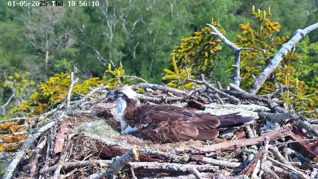 A young osprey chick lies in a large nest made of sticks and branches, surrounded by green foliage and trees in the background. The chick has a white head with dark markings around its eyes and brown feathers on its body. It appears to be resting with its beak slightly open. The nest is situated high in the trees, and the scene is bright and clear, indicating daytime. The image has a timestamp showing it was captured on January 5, 2025, at 10:56 AM.