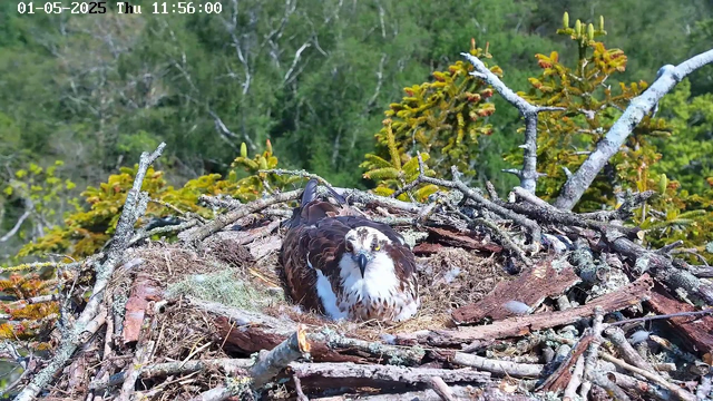 A young osprey is sitting in its nest made of sticks and twigs, surrounded by green foliage and trees in the background. The bird is facing forward with its head slightly tilted, showcasing its white and brown feather pattern. The nest is on a tree branch, and the scene appears to be captured in daylight.