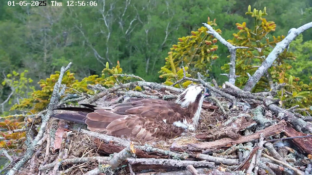 A young osprey is resting in its nest made of twigs and branches, surrounded by green foliage and trees in the background. The bird has brown and white feathers, with a distinctive dark stripe through its eye and a bright yellow beak. The nest is situated high among the branches of a tree. The image has a timestamp at the top left corner indicating the date as May 1, 2025, and the time as 12:56:06.