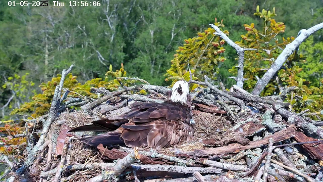A young osprey is resting in its nest made of sticks and branches, situated high in a tree. The bird has brown and white feathers, with a distinctive white head featuring dark markings around the eyes. The background shows green foliage and trees, indicating a forested area. The timestamp on the image reads "01-05-2025 Thu 13:56:06."