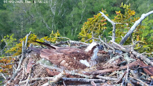 A young osprey is sitting in a nest made of sticks and twigs, surrounded by green foliage and trees in the background. The bird has brown and white feathers, with a distinctive white head and dark eye stripe. The nest appears to be on a tree or a perch overlooking a forested area. The date and time are displayed at the top left corner of the image.