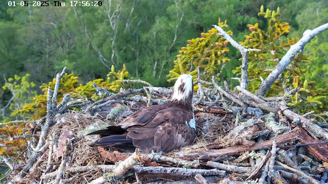 An adult osprey is sitting on its nest made of sticks and branches, with a lush green forest in the background. The bird has a white head with brown streaks and a dark brown body. The nest is situated high in the trees, surrounded by vibrant foliage. The image shows a tranquil natural setting with the osprey resting peacefully.