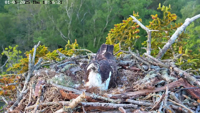 A large bird of prey, likely an osprey, is sitting in its nest made of sticks and moss. The nest is situated high in a tree, with green foliage and other trees in the background. The bird has white and brown plumage, with a distinctive white head and dark markings around its eyes. The time and date are displayed at the top of the image: January 5th, 2025, at 6:56:21 PM.