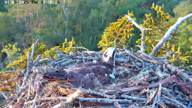A young osprey is sitting on its nest made of sticks and twigs, surrounded by lush green trees and foliage. The scene is captured in natural light during the evening, as indicated by the timestamp on the top left corner.