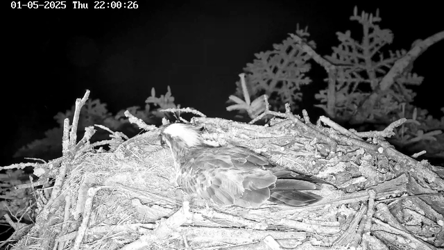 A black-and-white image captured by a webcam shows an osprey nest built with twigs and branches. Inside the nest, an osprey is resting, with its head turned to the side. The nest is situated among branches and leaves, with a dark background. The timestamp in the top left corner indicates the date and time as January 5, 2025, at 22:00:26.