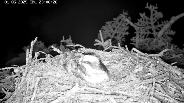 A young eagle rests in its nest made of twigs and branches. The background is dark, indicating it is night. The nest is situated among tree branches and leaves. The image appears to be in black and white due to infrared or night vision camera. The timestamp on the upper left corner shows the date and time as January 5, 2025, at 11:00 PM.