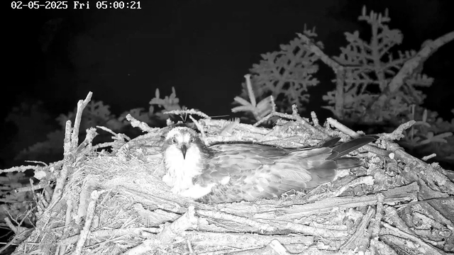 A black-and-white image from a webcam shows an osprey lying in its nest made of sticks and branches. The surrounding background includes trees with branches and leaves. The scene appears to be captured at night, and the time stamp reads "02-05-2025 Fri 05:00:21."