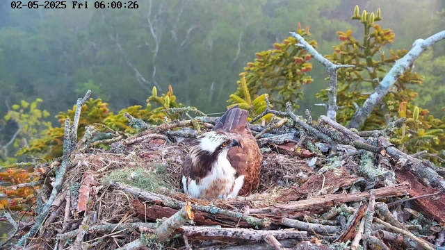 A bird of prey, likely an osprey, is sitting in a large nest made of sticks and twigs on a tree branch. The nest is situated high among green branches and leaves, with a blurred background of dense forest foliage. The bird has a white head with dark eye markings, brown wings, and a sharp beak.