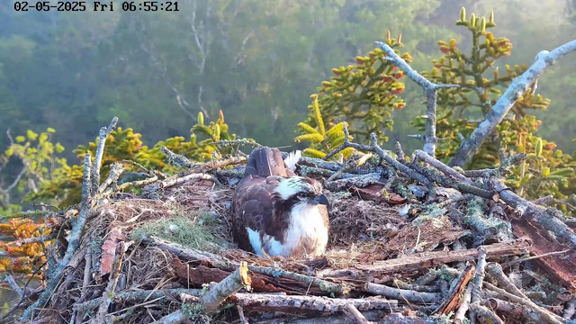 A bird of prey, likely an osprey, sits in its large nest made of sticks and twigs, situated high in a tree with green foliage. The nest is lined with softer materials, and the bird appears to be resting or observing its surroundings. The background shows a lush, green forest with a soft sunlight glow. The top left corner displays the date and time: 02-05-2025, Friday, 06:55:21.