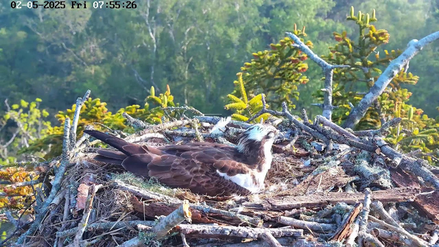 An osprey is resting in a large nest made of sticks and branches, situated high in a tree with green foliage in the background. The bird has brown and white feathers, with a white head and distinctive dark eye markings. It appears to be looking to the right. The timestamp on the image shows the date as February 5, 2025, and the time as 07:55:26 on a Friday.