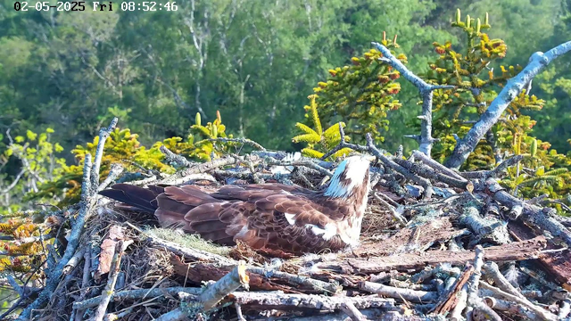 A juvenile bald eagle is resting in its nest, surrounded by a tangle of sticks and branches. The eagle has brown and white feathers and is facing away, with its head turned slightly to the right. In the background, there are lush green trees. The image appears to be captured by a webcam, and the date and time displayed at the top left corner is "02-05-2025 Fri 08:52:46".