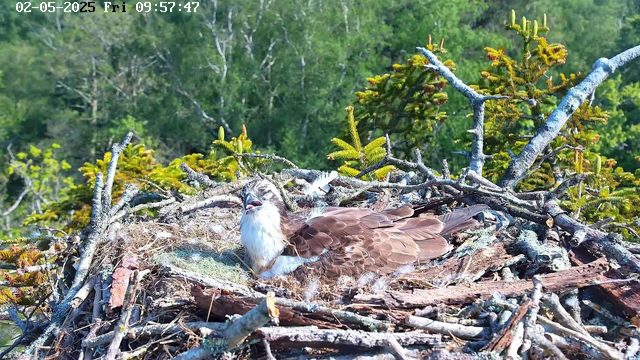 A young bird is sitting in a large nest made of sticks and twigs, embedded among green trees and shrubs. The bird has brown and white feathers and appears to be yawning or calling. The background shows lush green foliage and a bright, sunny sky. The image is timestamped "02-05-2025 Fri 09:57:47" in the top left corner.
