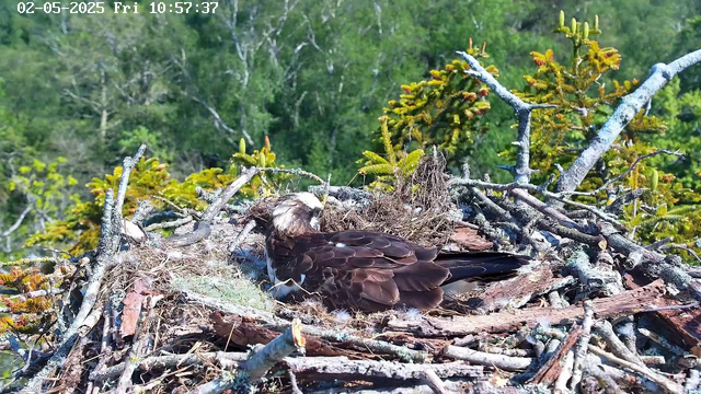 A bird of prey, likely a raptor, is resting in a large nest made of twigs and branches, high in a tree. The bird's head is turned to the side, showing its white and brown feathers. The background consists of green foliage and trees, indicating a forested area. The image has a timestamp in the top left corner reading "02-05-2025 Fri 10:57:37."