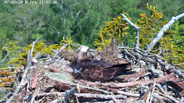 A European osprey is sitting on its nest made of sticks, moss, and twigs, high among green trees in a forested area. The osprey has a white head with a dark eye stripe and dark brown feathers on its body. The background features lush green foliage, and the scene appears to be captured in daylight. The timestamp on the image reads "02-05-2025 Fri 11:57:36."