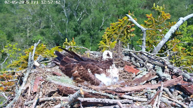 A bird of prey, possibly an osprey, sits in a nest made of sticks and twigs on top of a tree. The bird has brown wings and back, with a white head and chest, and dark markings on its face. The nest is surrounded by green foliage and small trees, with a dense forest in the background. The image is from a live webcam feed with a date and time stamp at the top left corner.