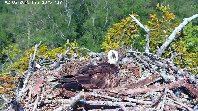 An adult osprey with a white head and dark eye stripe is sitting in its nest, which is made of sticks and twigs, high in the branches of a tree. The surrounding background is filled with green foliage and trees, indicating a forested area. The image appears to be captured from a webcam, with a timestamp showing "02-05-2025 Fri 13:57:37" in the top left corner.