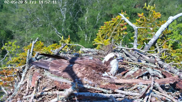 An osprey bird is sitting in its nest made of twigs and branches, surrounded by green foliage and trees. The bird has a white head with a dark eye stripe, yellow eyes, and brown feathers on its body. The background shows a dense forest with various shades of green. The image is timestamped "02-05-2025 Fri 14:57:41".