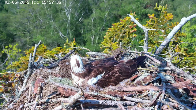 A young bald eagle with white head and brown body is resting in a large nest made of sticks and branches. The nest is situated high in a tree with green foliage in the background. The image is captured by a webcam, with a timestamp showing the date and time as February 5, 2025, at 3:57 PM.