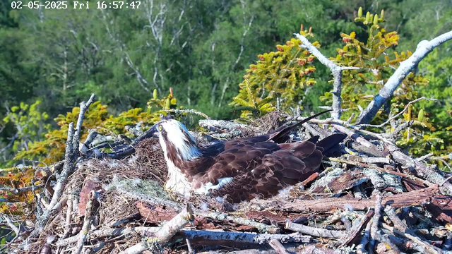 An osprey is resting in its nest made of sticks and twigs, situated among green foliage with trees and branches in the background. The bird has brown and white feathers, with a white head and a distinctive dark stripe through its eye. The image is timestamped "02-05-2025 Fri 16:57:47" at the top left corner.