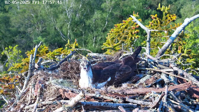 A large bird of prey with dark brown and white feathers is sitting in a nest made of sticks and moss, perched high in a tree. The nest is surrounded by green foliage and branches, with a background of dense green trees. The bird appears to be looking upwards with its beak slightly open. The image is captured in bright daylight, and there is a timestamp at the top left corner showing "02-05-2025 Fri 17:57:41."
