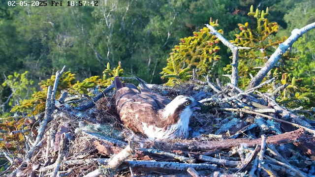 An osprey is sitting in its nest made of sticks, built high up in a tree, with green foliage and trees in the background. The bird has a white head with dark eye markings, a yellow eye, and brown wings.