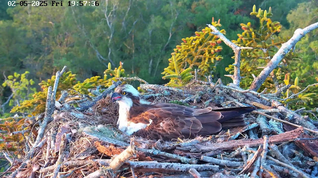 An adult osprey is resting in its nest, which is made of twigs and situated among green trees. The bird has brown and white feathers, a curved beak, and piercing yellow eyes. The background shows a lush, green forest. The timestamp on the image indicates it was taken on May 2, 2025, at 19:57:36.