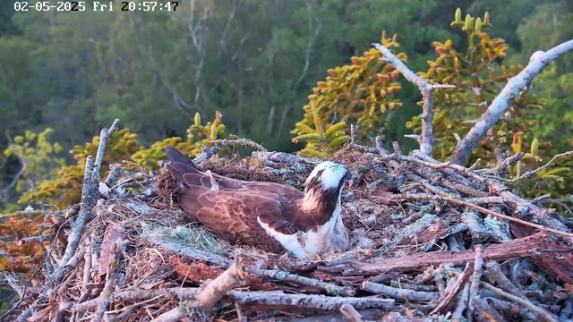 An osprey is sitting in its nest made of sticks and twigs, with a background of green trees and foliage. The image is timestamped "02-05-2025 Fri 20:57:47" at the top.