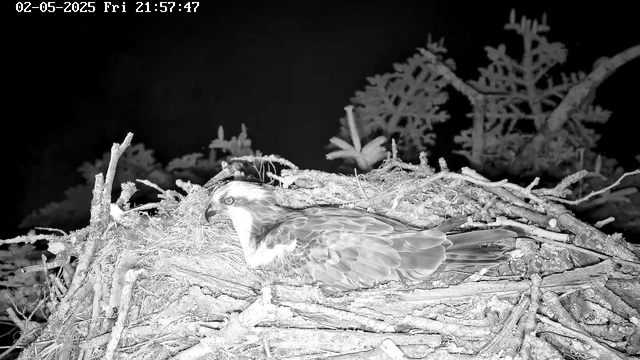 A bird of prey, likely an eagle, is sitting on a nest made of sticks and branches. The nest is located high in a tree with dark foliage visible in the background. The image is captured at night, with the scene illuminated in black and white from a camera with a timestamp showing "02-05-2025 Fri 21:57:47" at the top.