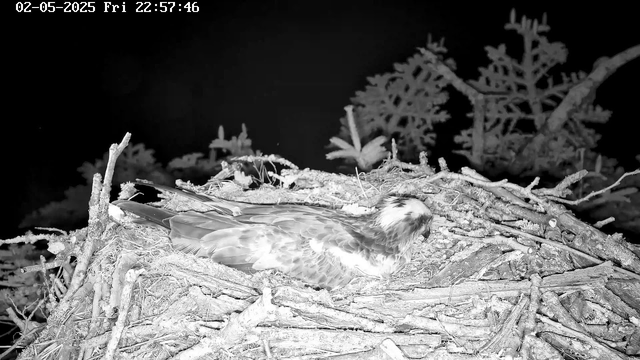 A bird of prey, possibly a hawk or an eagle, is lying on a nest made of sticks and twigs. The nest is situated among tree branches, with some foliage visible in the background. The image is in black and white, and the scene appears to be captured at night. The bird's head is turned slightly to the side, and it is resting or possibly incubating eggs.