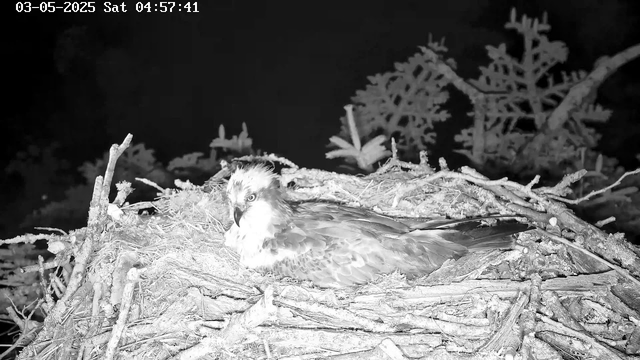 A young bird of prey, possibly an osprey, is lying in its nest made of sticks and twigs. The scene is captured at night in black and white, with a dark background and some faint outlines of tree branches or foliage. The timestamp indicates the date as May 3, 2025, and the time as 4:57 AM.