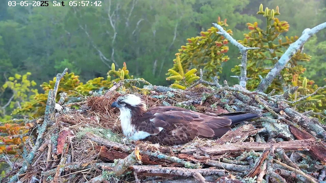 A bird of prey, likely an osprey, is resting in its nest made of twigs and moss. The nest is situated among branches with green foliage and budding plants in the background. The image appears to be taken early in the morning, as indicated by the timestamp.