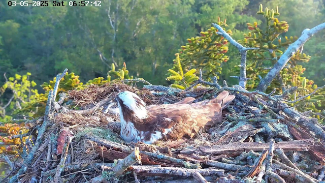 A bird with brown and white feathers is lying in a large nest made of twigs, branches, and moss. The nest is situated high in a tree with green foliage, and sunlight illuminates the scene. The timestamp in the top left corner indicates the date as May 3, 2025, and the time as 6:57 AM.