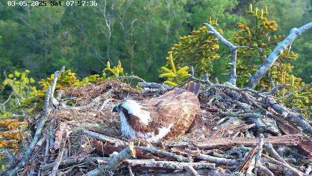 A close-up of an osprey sitting in its nest made of sticks and moss, situated high in a tree. The background shows green foliage and branches. The image has a timestamp at the top indicating the date and time as May 3, 2025, at 07:57:36.