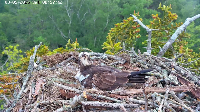 A bird, possibly an ospreys, is resting in a large nest made of sticks and twigs. The nest is situated among green foliage with trees and leaves in the background. The scene appears to be captured from a webcam, with a timestamp of May 3, 2025, at 8:57 AM. The bird's head has a white face with a dark eye stripe, and its body is mostly brown with white markings.