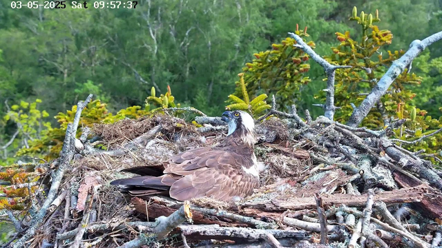 A young osprey is sitting in a large nest made of sticks and twigs, surrounded by green trees and foliage. The bird has brown feathers on its body, a white head with a dark eye stripe, and is looking to the right. The nest is situated high in a tree, and the background shows a lush, green forest. The image is timestamped "03-05-2025 Sat 09:57:37" at the top left corner.