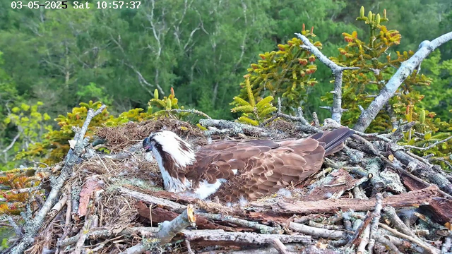 An osprey is lying in its nest made of twigs and branches, surrounded by green foliage and trees in a forested area. The bird has brown and white feathers, with a distinctive white head and dark eye stripe, and appears to be resting or preening. The nest is elevated among the trees, and the background is lush with varying shades of green. The image is timestamped "03-05-2025 Sat 10:57:37" at the top.