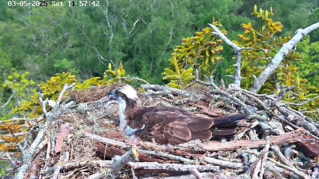 A juvenile osprey with brown and white feathers is lying in its nest made of sticks and twigs. The bird has striking yellow eyes and a sharp beak, and it is surrounded by green foliage and trees in the background. The camera timestamp shows the date as May 3, 2025, and the time as 11:57:42 on a Saturday.