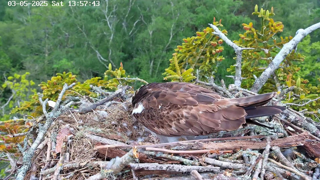 A young bird, likely an osprey, is sitting in a nest made of sticks and branches. The nest is surrounded by green foliage and trees, with a background of dense, leafy forest. The bird appears to be resting with its head bent down, possibly preening itself. The image is captured by a webcam and the timestamp reads "03-05-2025 Sat 13:57:43."