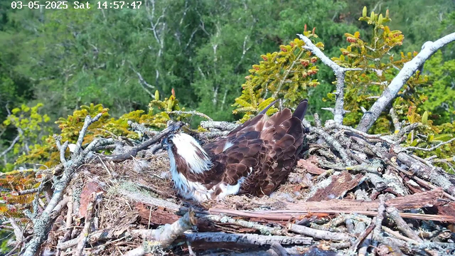 A bird with brown and white feathers is resting in a nest made of twigs and moss, situated among green foliage and tree branches. The image is timestamped "03-05-2025 Sat 14:57:47" in the top left corner.