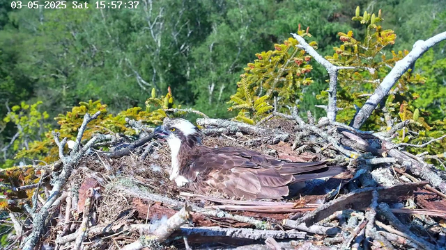 A large bird, likely an osprey, is lying in a nest made of sticks and twigs. The nest is situated among green foliage and branches, with dense trees in the background. The bird has brown and white plumage, with a white head featuring dark markings around the eyes, and appears to be resting or incubating eggs in the nest. The timestamp on the image indicates the date as May 3, 2025, at 15:57:37.