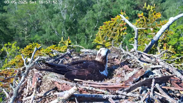 An adult bird of prey, likely an osprey, is resting in a large nest made of sticks and branches. The nest is situated high in a tree with green foliage and some yellowish-green new growth, surrounded by dense forest. The background shows a lush green treetop canopy. The timestamp on the image indicates it was taken on May 3, 2025, at 4:57 PM.