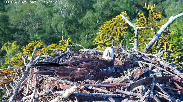 A young bald eagle is sitting in a nest made of sticks and branches, surrounded by green foliage and trees in the background. The eagle has a white head and dark brown body feathers, and it is facing away from the camera with its head turned slightly to the side. The image was captured in a natural outdoor setting on a sunny day.