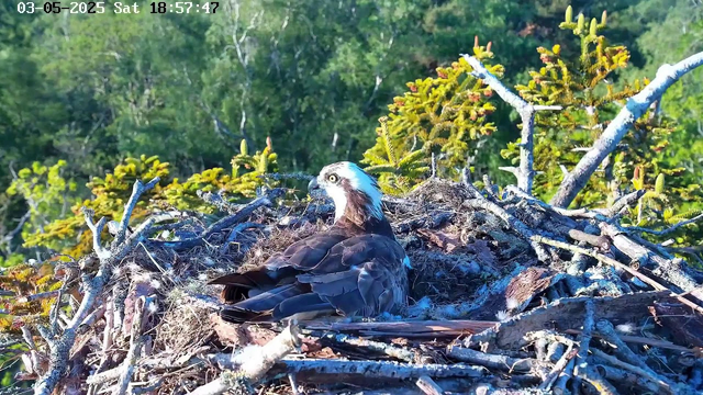 A juvenile osprey is sitting in its nest made of twigs and branches, surrounded by green foliage and trees. The bird has white head feathers with dark streaks, a hooked beak, and brown and white feathers on its body. It appears to be yawning or calling, with its beak open and head tilted slightly upward. The nest is perched high among the branches of a tree, with sunlight illuminating the scene. At the top left corner, there is a timestamp showing "03-05-2025 Sat 18:57:47".